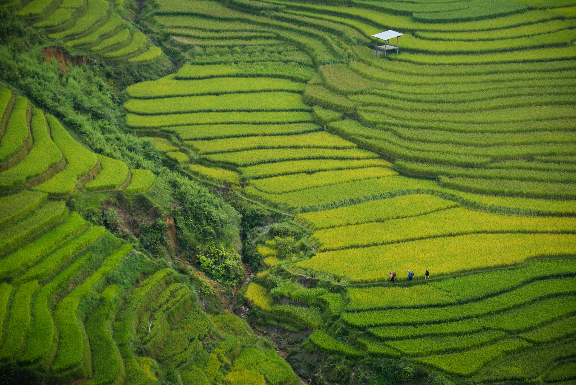 Cảnh ruộng lúa bâc thang