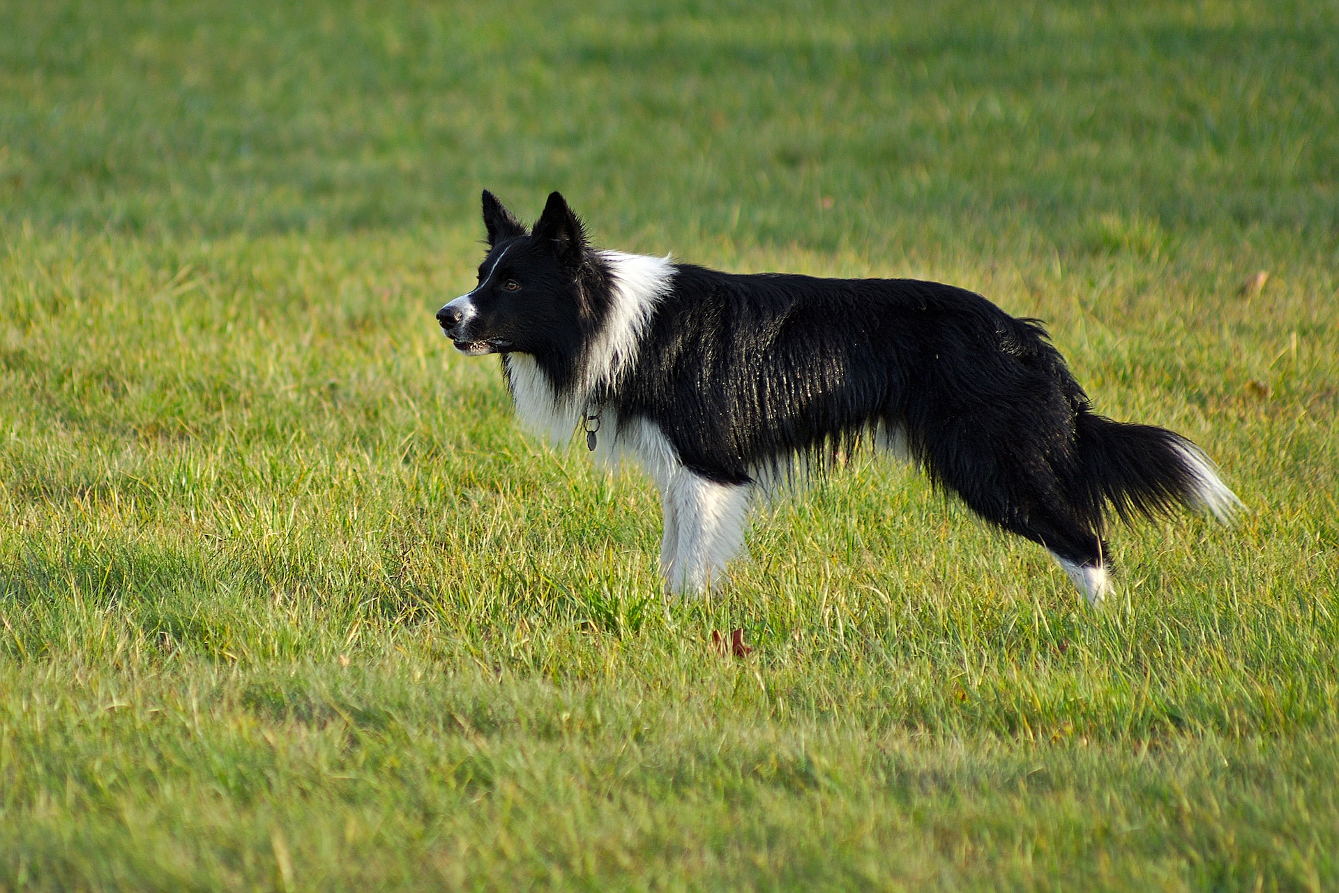 Chó Border Collie